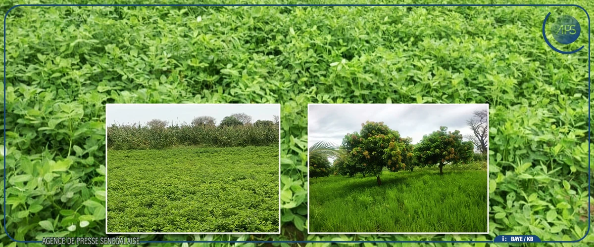 Kaolack "en passe de devenir un véritable bassin agricole'' (préfet)