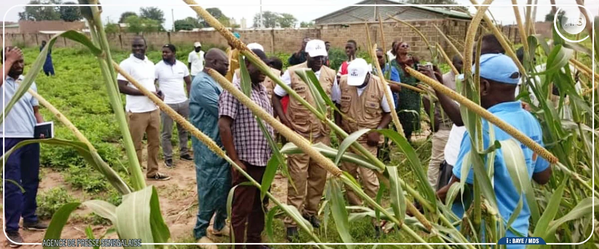 Campagne agricole : le comportement des cultures jugé ''satisfaisant'' dans le département de Kaolack