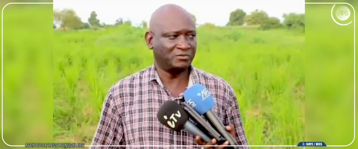 Campagne agricole : le comportement des cultures jugé ”satisfaisant” dans le département de Kaolack