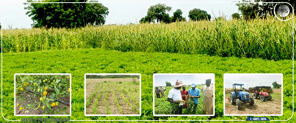 Campagne agricole : le comportement des cultures jugé ''satisfaisant'' dans le département de Kaolack