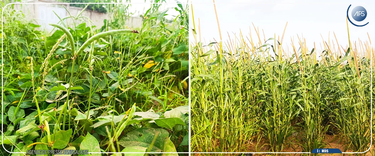 A Bambey, le mil en floraison, le niébé au stade des récoltes
