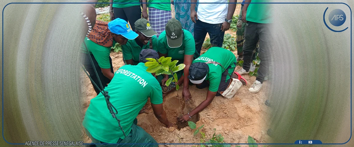 Linguère : une journée de reboisement pour freiner l’avancée du désert dans le Ferlo