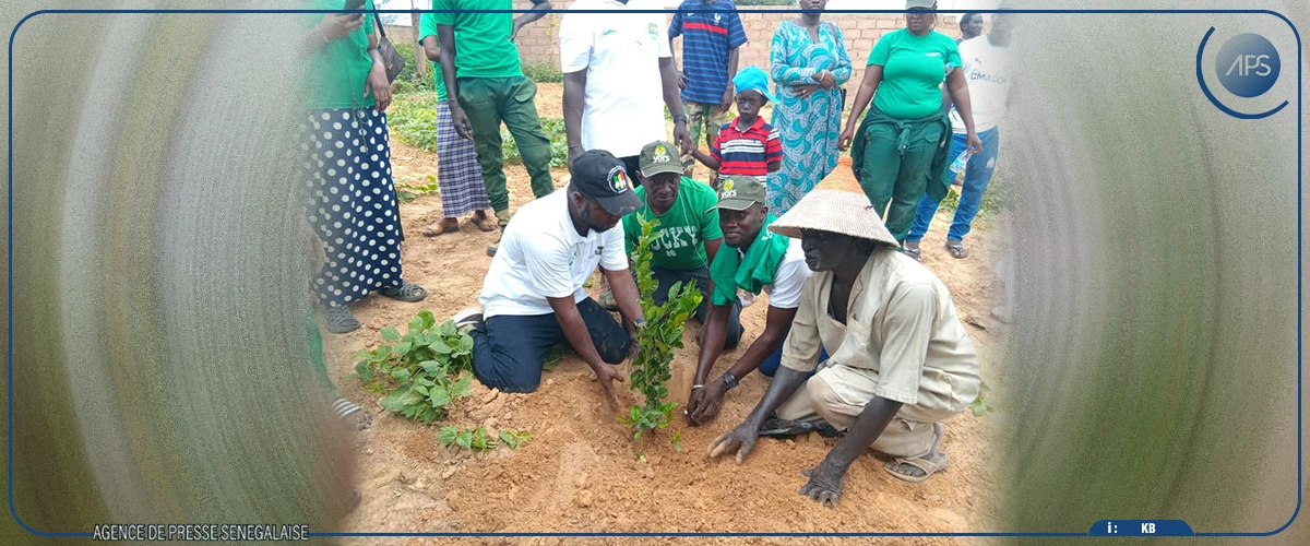 Linguère : une journée de reboisement pour freiner l’avancée du désert dans le Ferlo