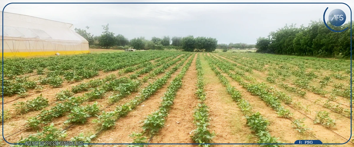 Louga : trente-cinq jeunes formés en agriculture reçoivent leurs attestations au DAC de Keur Momar Sarr