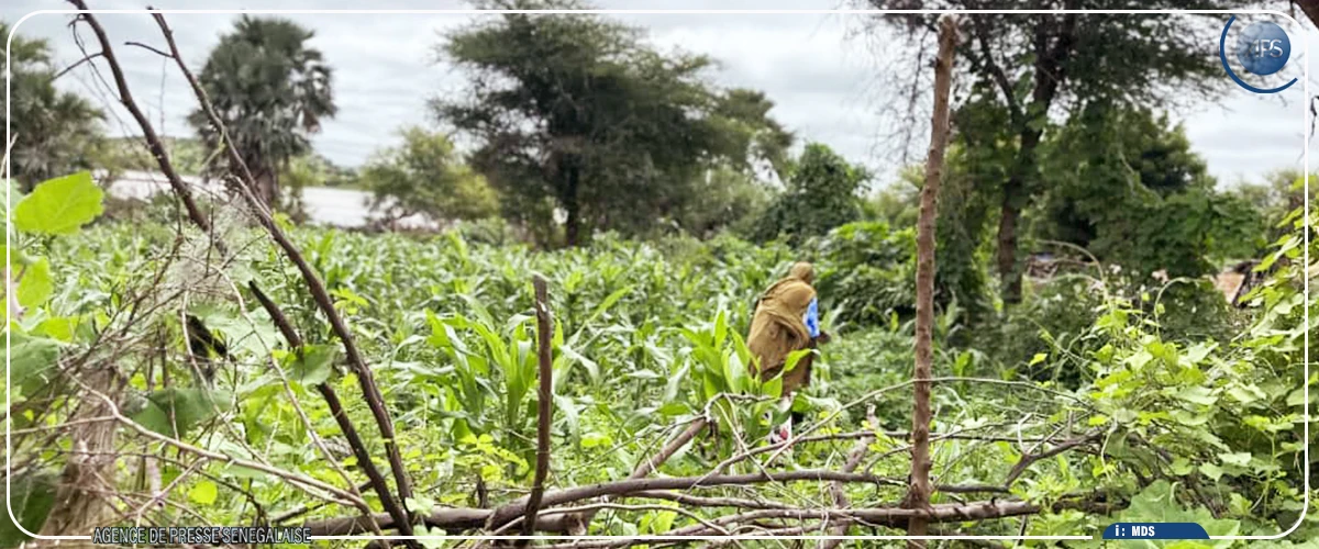 Bakel : les maraîchers sous la hantise d'éventuels lâchers d'eau du fleuve Sénégal