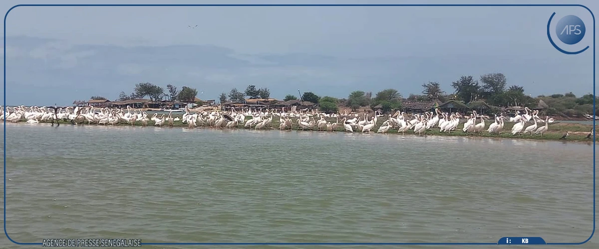La Lagune de la Somone, un parc d'attraction touristique à fort impact sur l’économie locale