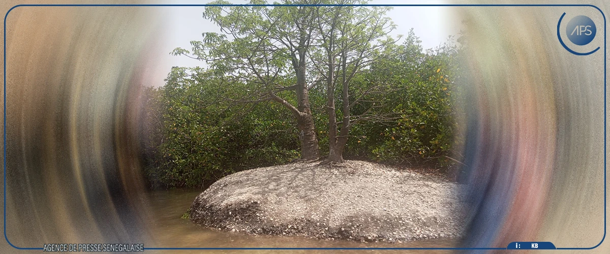 La Lagune de la Somone, un parc d'attraction touristique à fort impact sur l’économie locale