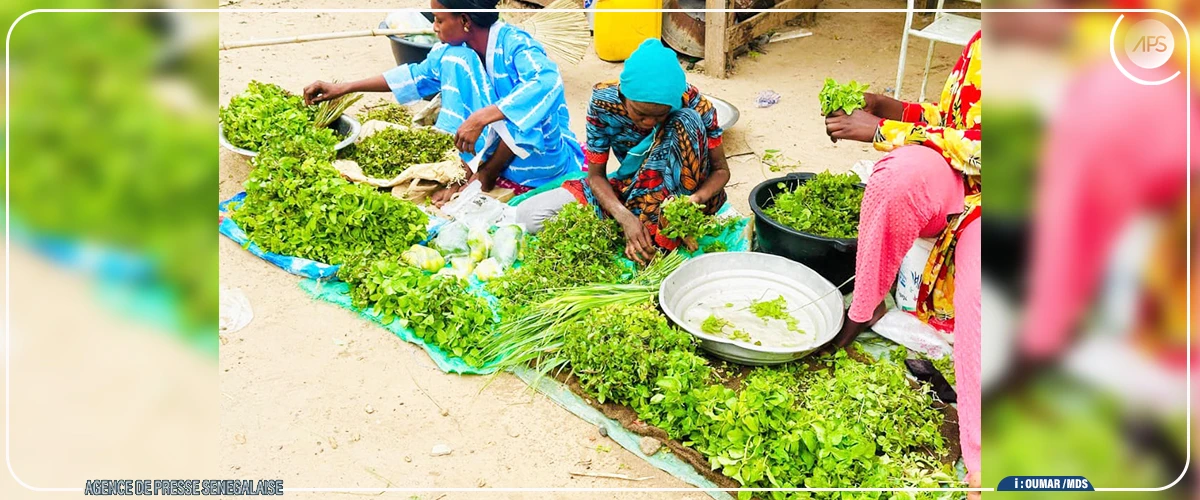 Diourbel : entre embouteillages et étals, une difficile cohabitation sur la rue d'Avignon  ‎
