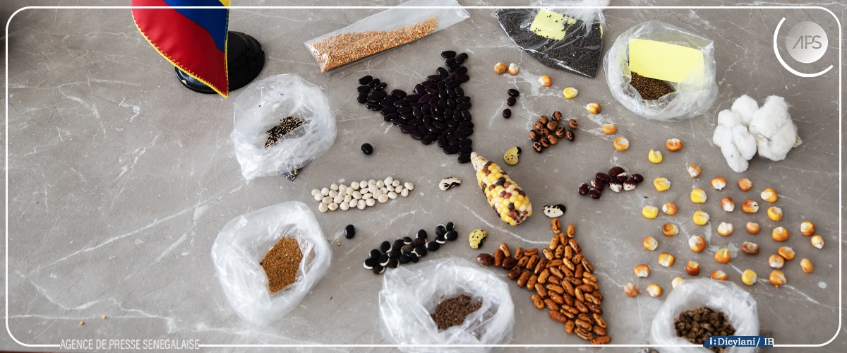 Semences paysannes, un symbole d’identité menacé