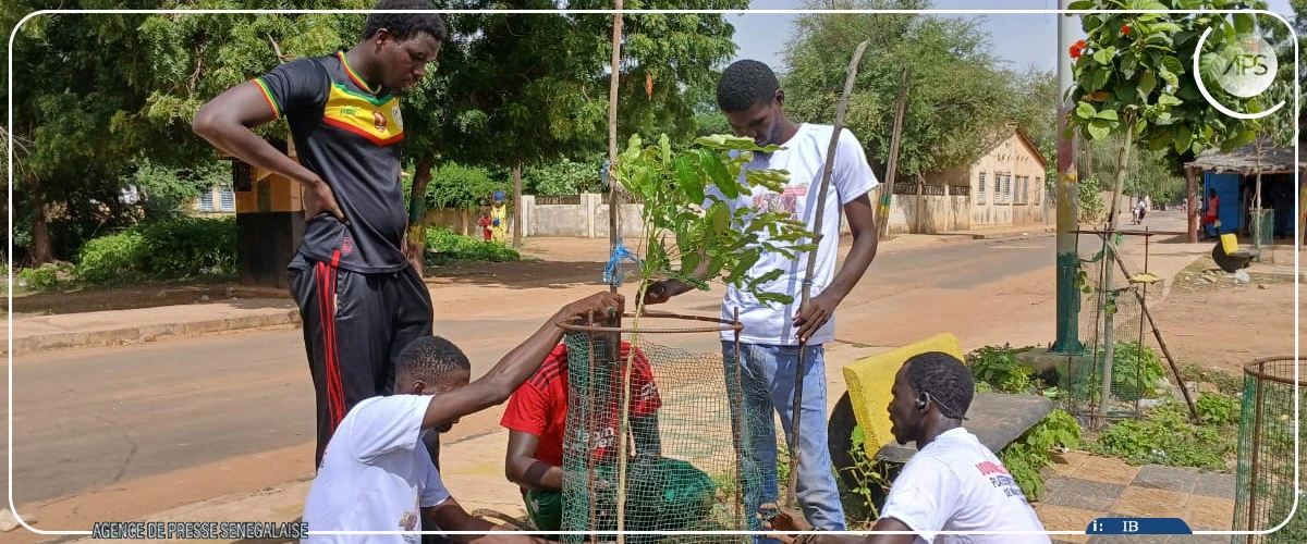 Matam : des arbres fruitiers plantés dans deux écoles et une place publique