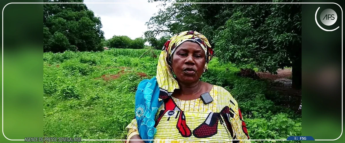 Vol de bétail : Ya Khady Tamba, symbole d'une détresse collective à Bona