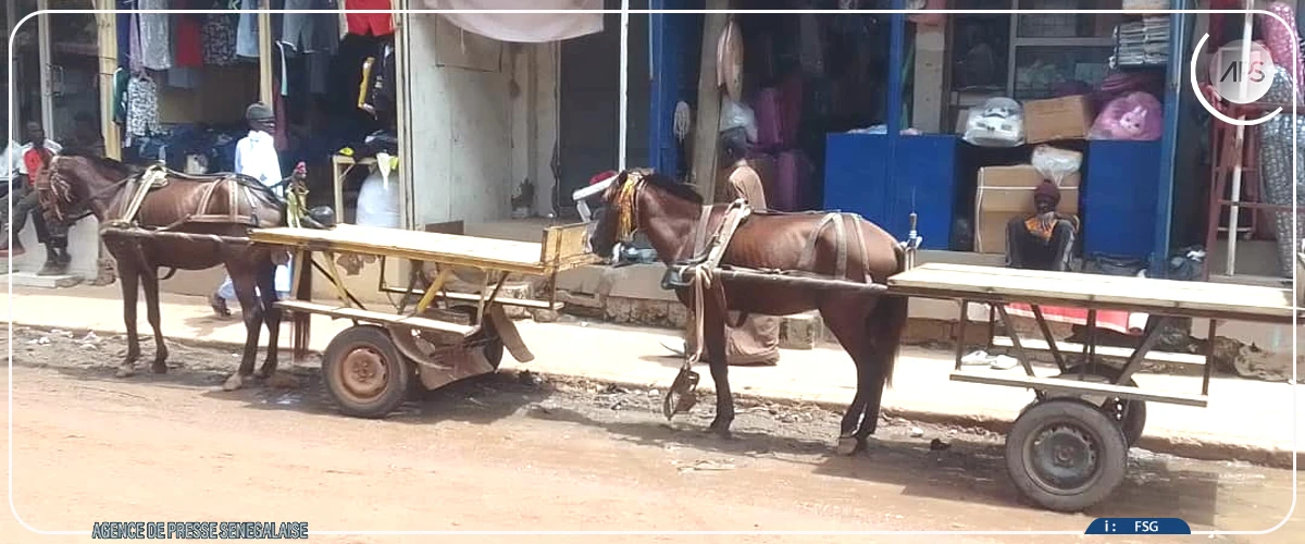 Touba : Seydina Ousmane Sall, un quart de siècle au service du transport hippomobile