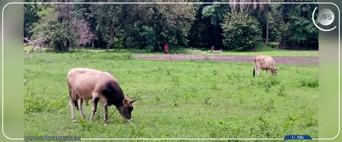 Vol de bétail : Ya Khady Tamba, symbole d’une détresse collective à Bona