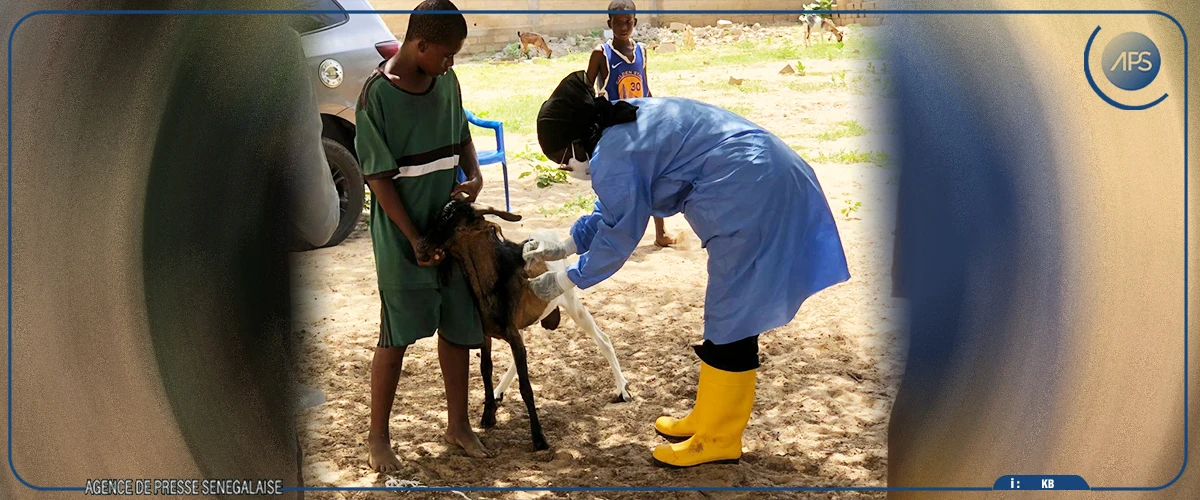 Fiévre de la vallée du rift : 8 décés sur 27 cas enregistrés