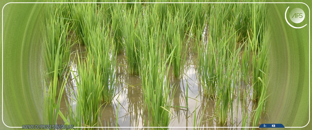 Matam : plus de 1000 hectares de terre submergés par les eaux, selon la SAED