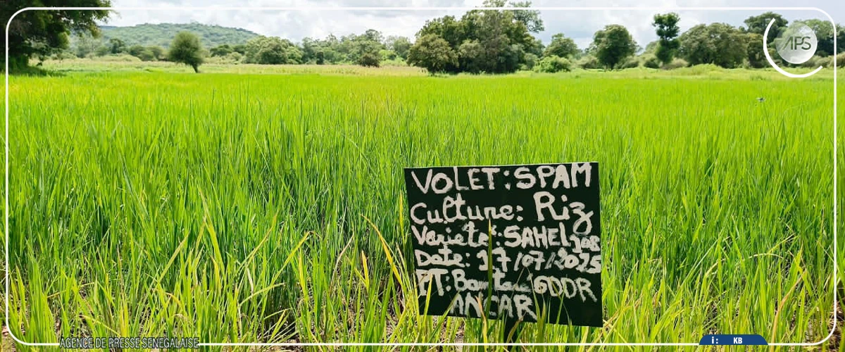 Salémata : un GIE confronté à un problème de commercialisation d'un important stock de riz et de maïs