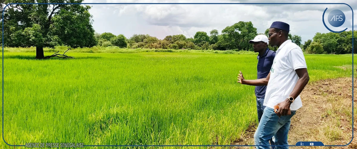 Salémata : un GIE confronté à un problème de commercialisation d’un important stock de riz et de maïs