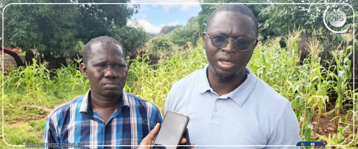 Salémata : un GIE confronté à un problème de commercialisation d'un important stock de riz et de maïs