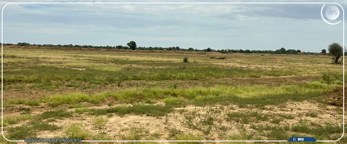 Podor : la SAED souhaite réceptionner trois PIV avant le début de la campagne de contre-saison froide 