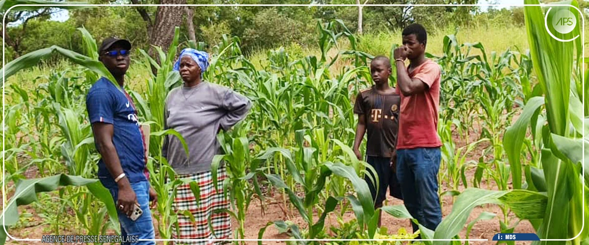 Saraya : des agricultrices réclament des intrants agricoles