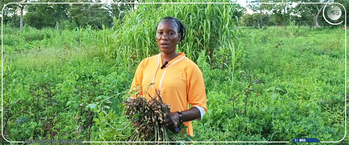Saraya : des agricultrices réclament des intrants agricoles