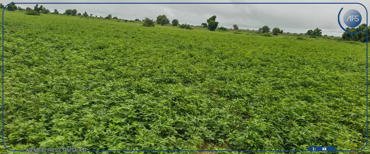 Kaffrine s'attend à de ''bonnes perspectives'' pour la prochaine récolte agricole (responsable)