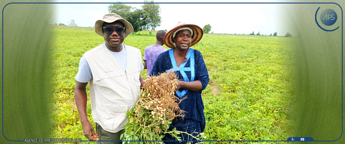 Kaffrine s’attend à de ”bonnes perspectives” pour la prochaine récolte agricole (responsable)