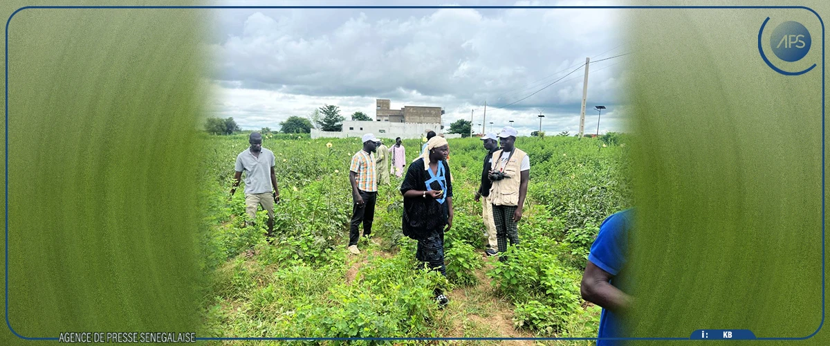 Kaffrine s'attend à de ''bonnes perspectives'' pour la prochaine récolte agricole (responsable)