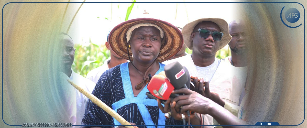 Kaffrine s'attend à de ''bonnes perspectives'' pour la prochaine récolte agricole (responsable)