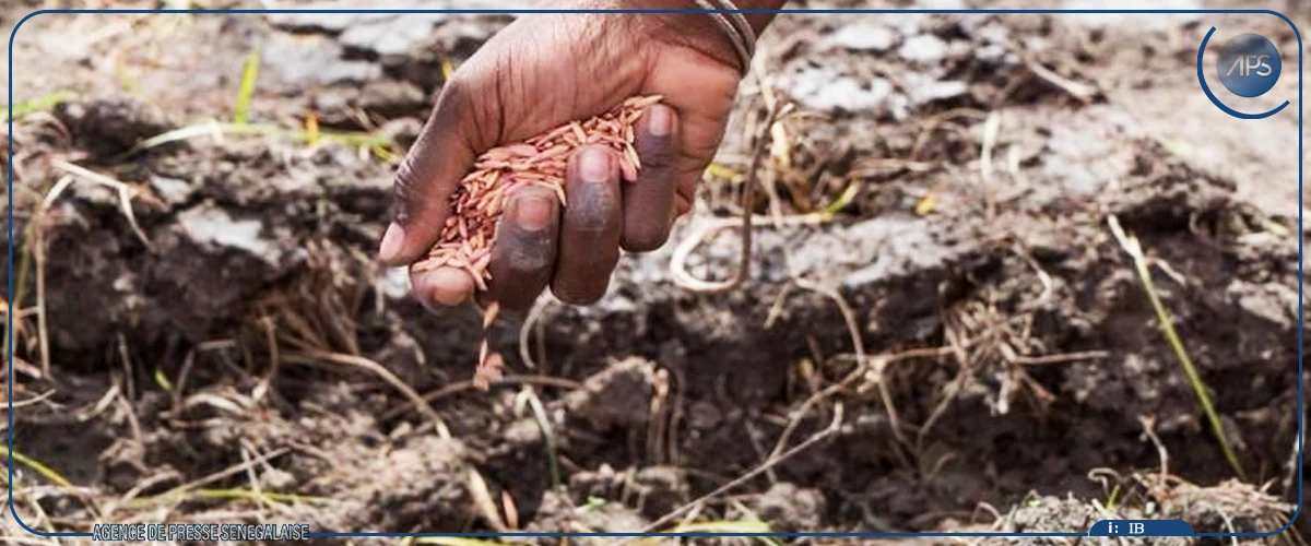 Semences paysannes, un symbole d’identité menacé