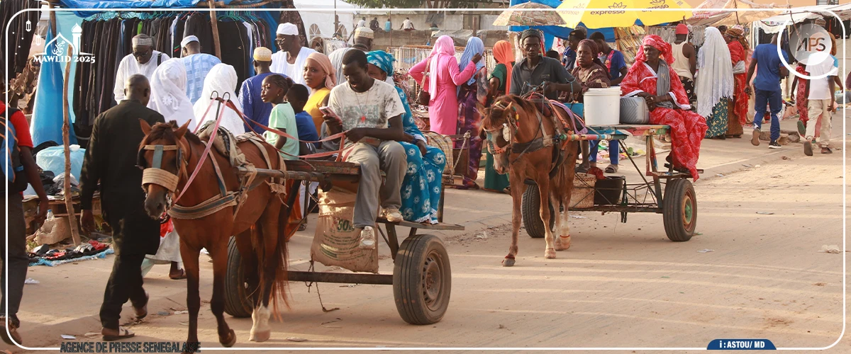 Tivaouane : les charrettes au cœur de l’économie du Gamou