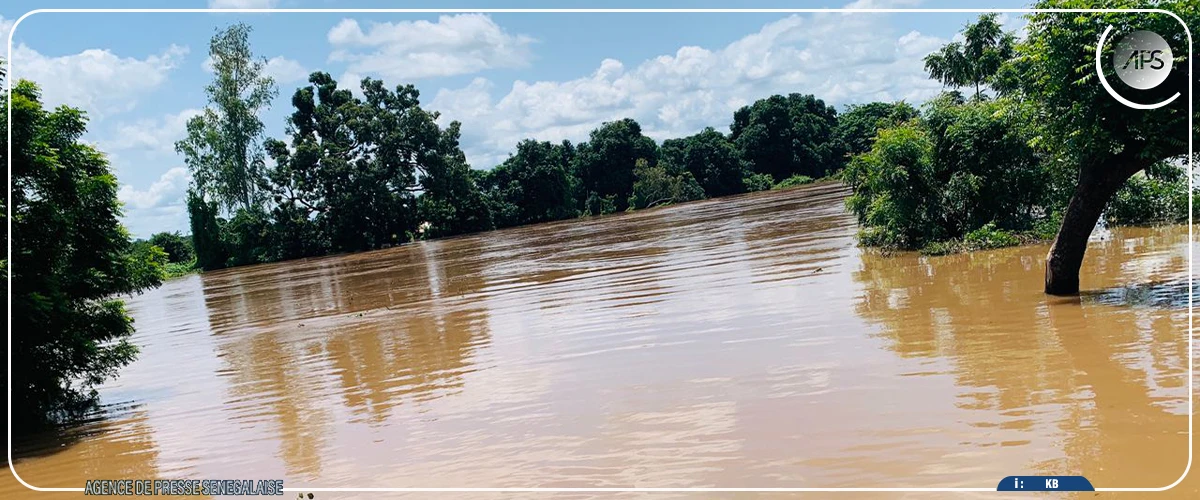 Kédougou : des périmètres agricoles submergés par la montée des eaux du fleuve Gambie