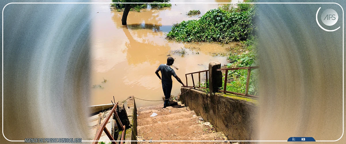 Kédougou : des périmètres agricoles submergés par la montée des eaux du fleuve Gambie