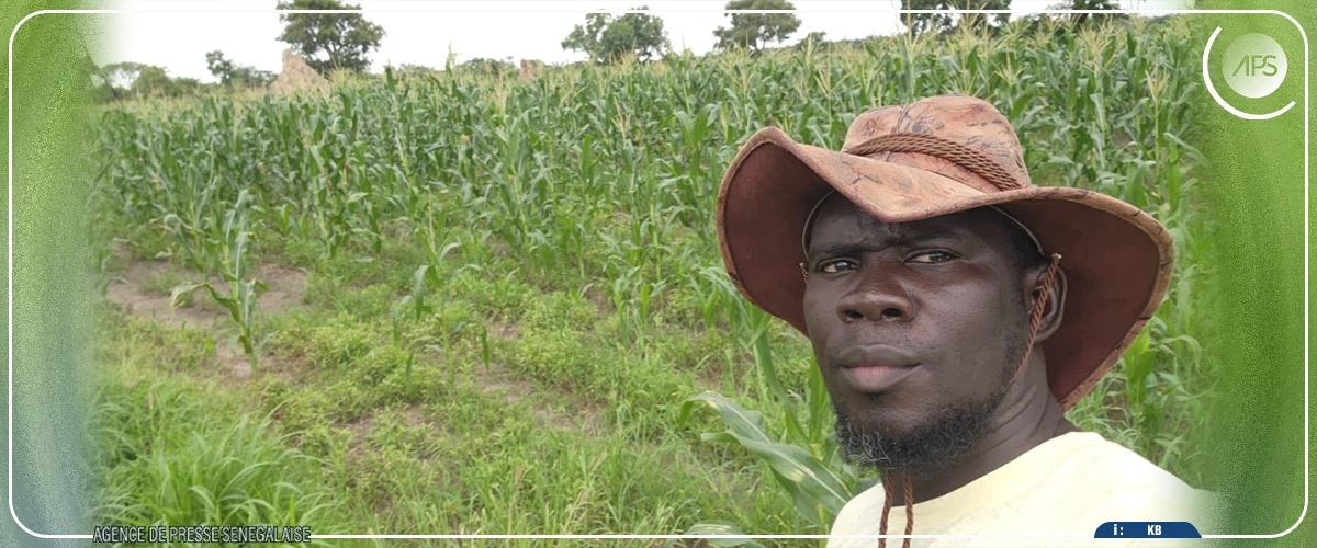 Kédougou : des périmètres agricoles submergés par la montée des eaux du fleuve Gambie