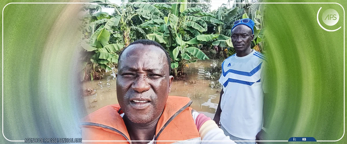 Kédougou : des périmètres agricoles submergés par la montée des eaux du fleuve Gambie