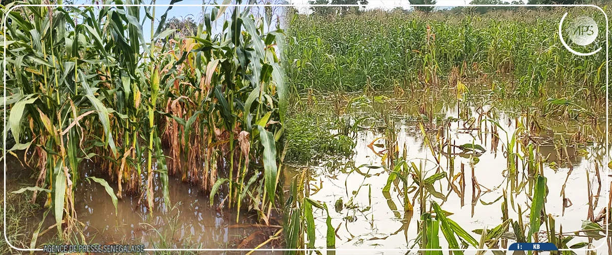 Kédougou : des périmètres agricoles submergés par la montée des eaux du fleuve Gambie