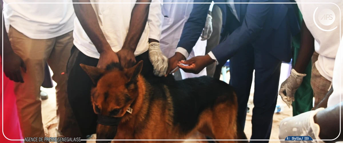 Lutte contre la rage : 2 000 chiens domestiques vaccinés, 1 635 chiens errants éliminés en 2024 (ministre)