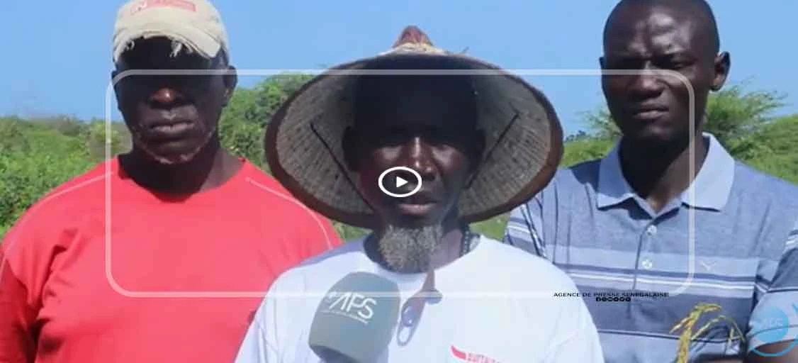 Mbour : des producteurs saluent des progrès remarquables dans la culture du riz