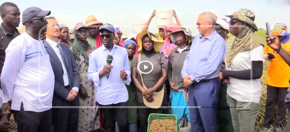 Relance de l’industrie de l’arachide : une ferme prend des mesures pour reconstituer son capital semencier