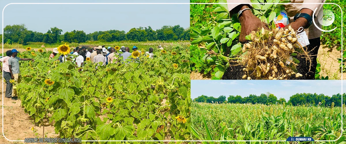 Bambey : le préfet plaide pour la sécurisation du patrimoine foncier du CNRA