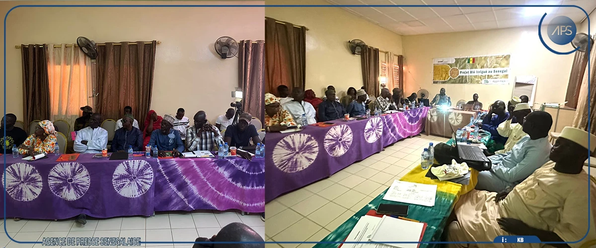 Culture du blé : vers l'implantation de onze nouveaux champs-écoles dans les départements de Podor et Dagana