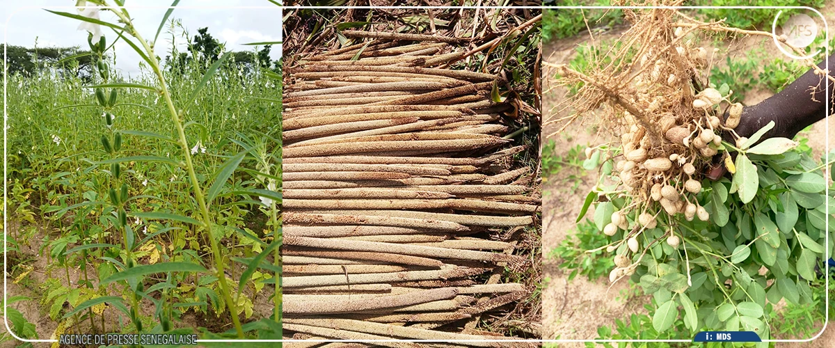 Campagne agricole 2025-2026 : les premières estimations jugées ‘’satisfaisantes’’ à Diourbel