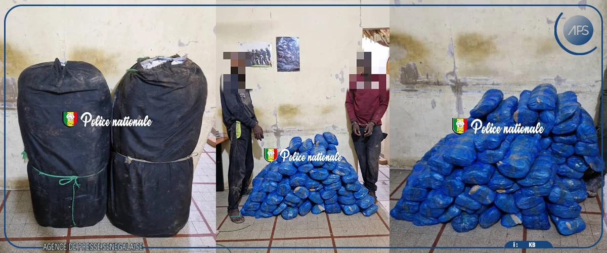 Kaolack : deux personnes arrêtées avec 83 kilos de chanvre indien à leur disposition