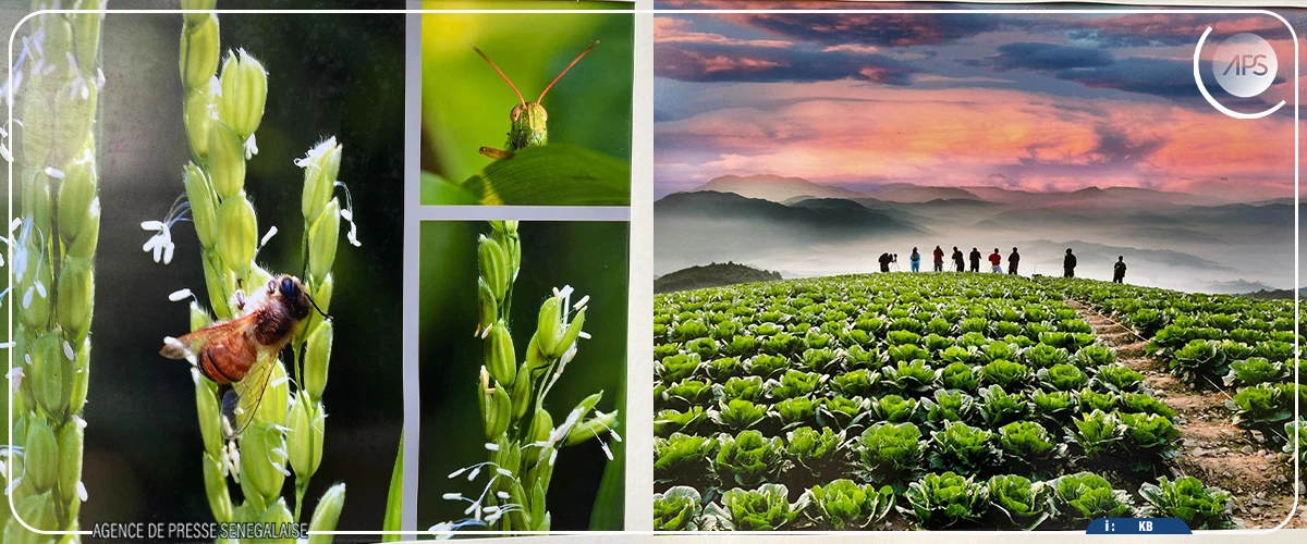 Le Sénégal dispose de 6,5 millions d'hectares de terres agricoles inexploitées (PCA ISRA)