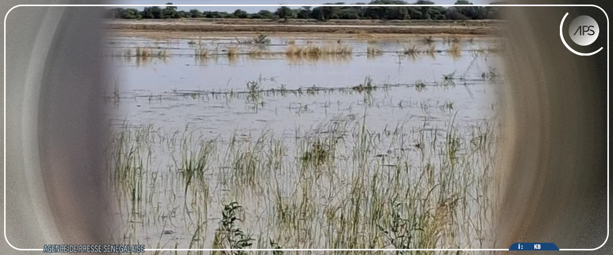 À Podor, les inondations ont endommagé des cultures d’une superficie de 323 hectares, selon la SAED
