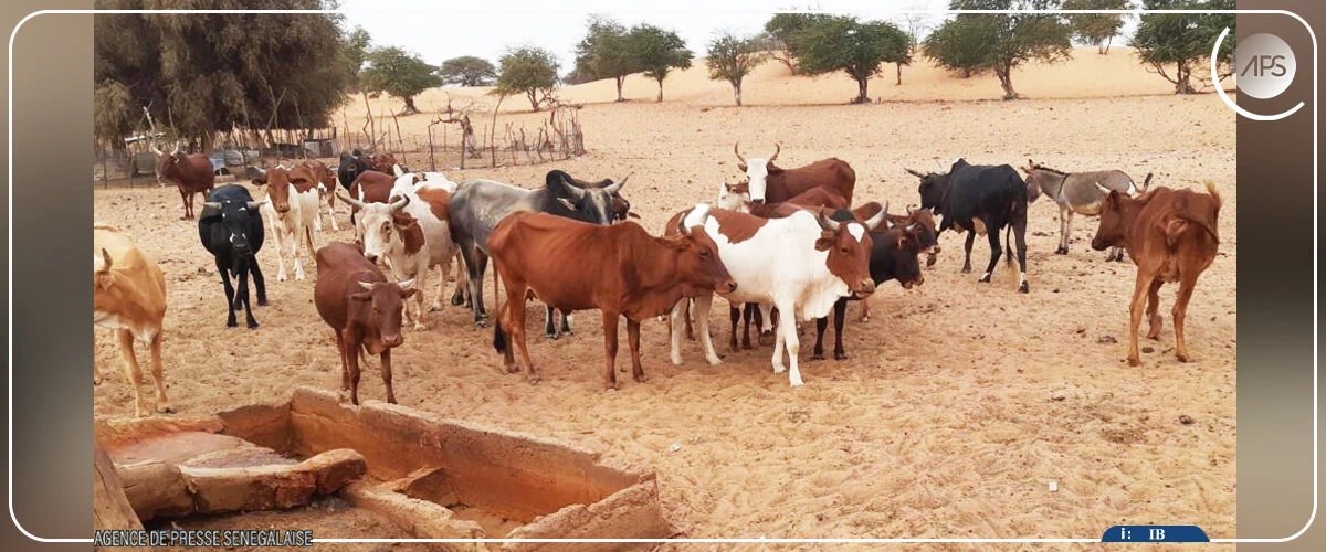 Kolda : les éleveurs invités à davantage de sensibilisation sur la fièvre de la vallée du Rift