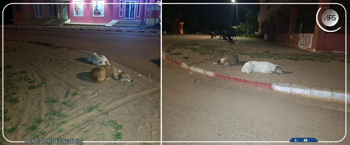 Diourbel : les habitants sous la hantise de chiens errants et de morsures dans le centre-ville