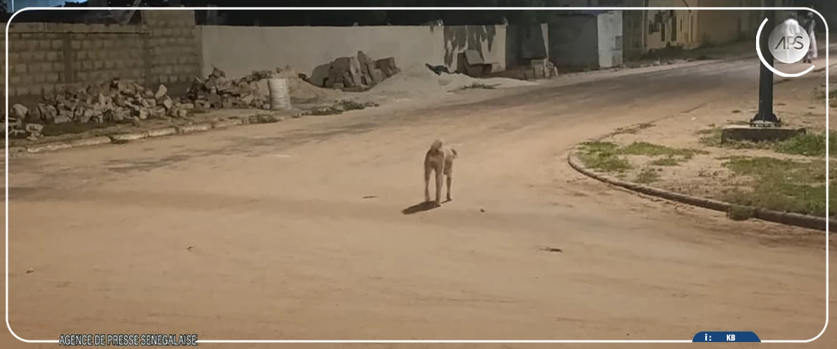 Diourbel : les habitants sous la hantise de chiens errants et de morsures dans le centre-ville