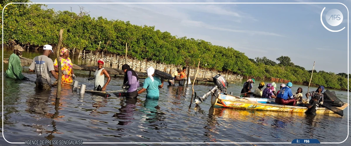 Toubacouta : vers la mise en service du bassin de dégorgement des huîtres de Nema Bah