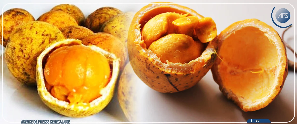 Casamance : le “madd labellisé” suscite un intérêt croissant malgré une baisse de la production